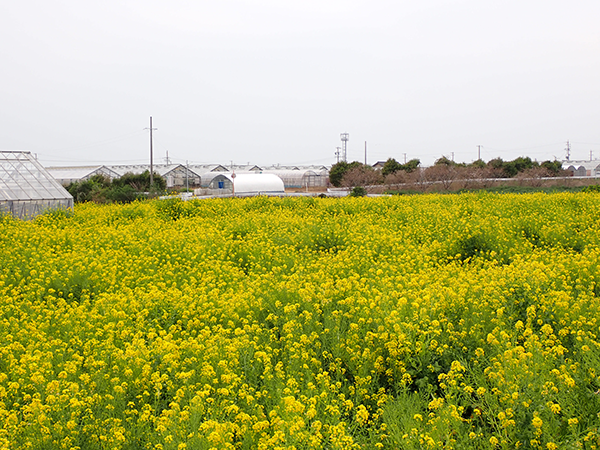和地の菜の花畑と温室群。