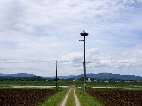 ずっと見ていたかった円山川沿いの巣塔。