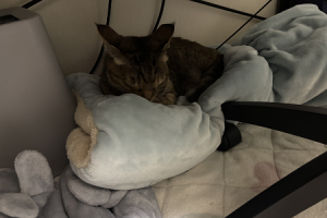 毛布みたいなもこもこの上に寝ている猫