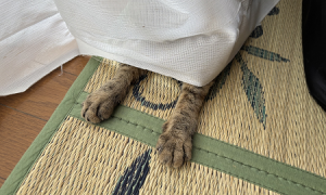 カーテンから手だけ出している猫