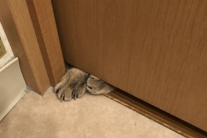 扉の下の隙間から、猫の手がちょんと出ている