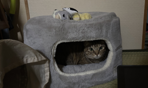 猫用のハウスに入っている猫