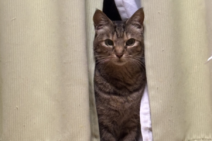 カーテンの隙間からこちらをのぞいている猫