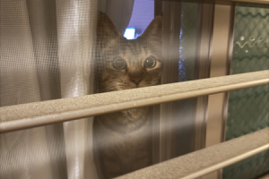 にゃるそっくしている猫